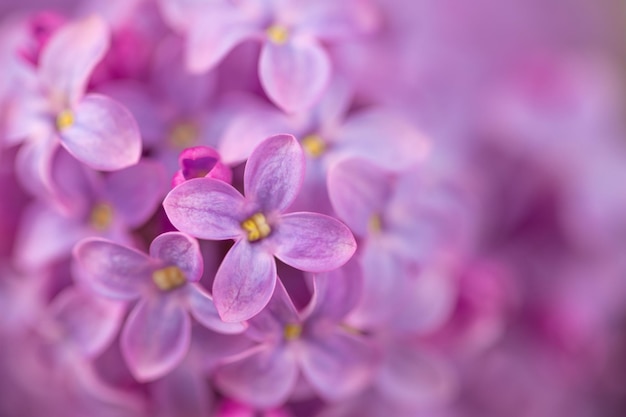 Un primo piano di un fiore rosa con la parola ortensia su di esso