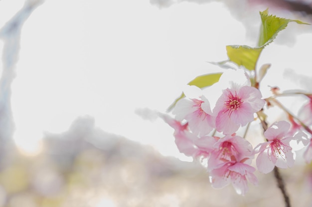 Un primo piano di un fiore rosa con la parola primavera su di esso