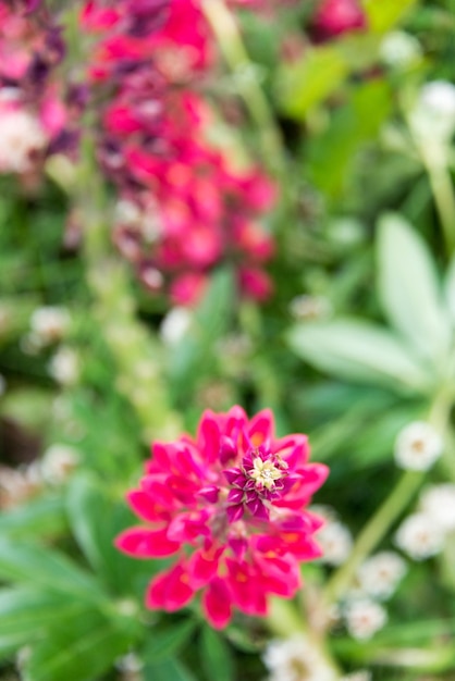 Un primo piano di un fiore rosso con un centro giallo