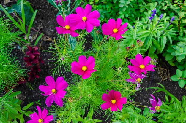 Un primo piano di un fiore viola con un centro giallo.