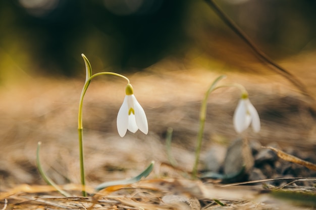 Un primo piano di un fiore