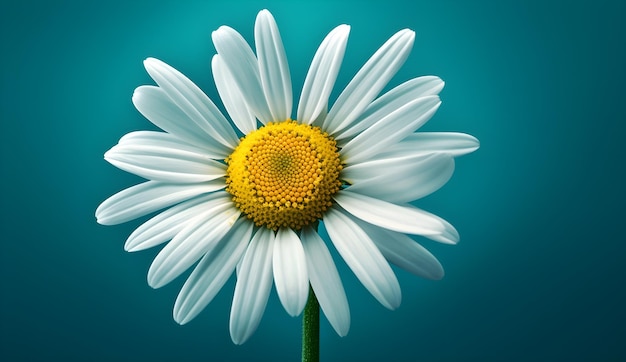 un primo piano di un fiore