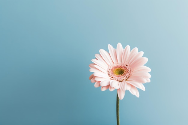 Un primo piano di un fiore