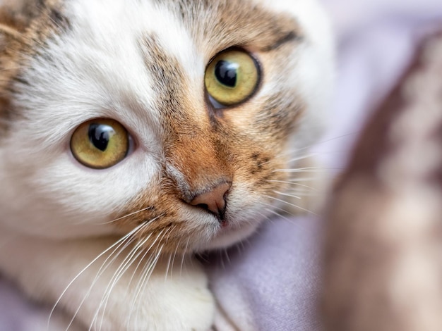 Un primo piano di un gatto maculato bianco con uno sguardo attento e concentrato Un gatto con un aspetto carino