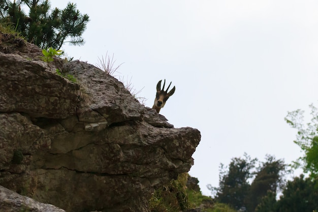 Un primo piano di un giovane camoscio delle Alpi italiane, Rupicapra Rupicapra