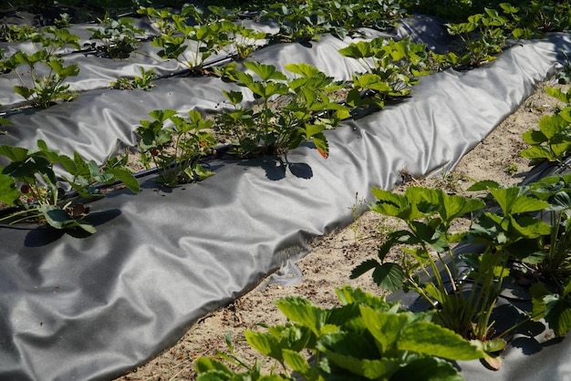 Un primo piano di un grande cespuglio di patate verde biologico con fiori su un letto da giardino che cresce in un giardino privato in primavera e in estate per vegetariani