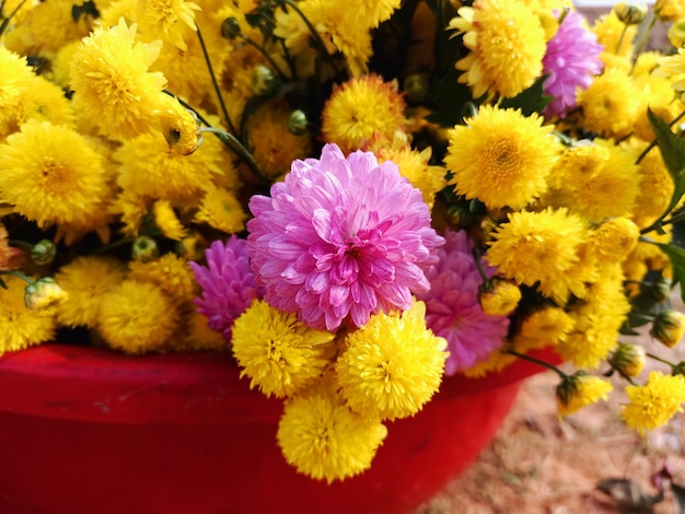 Un primo piano di un grappolo di fiori