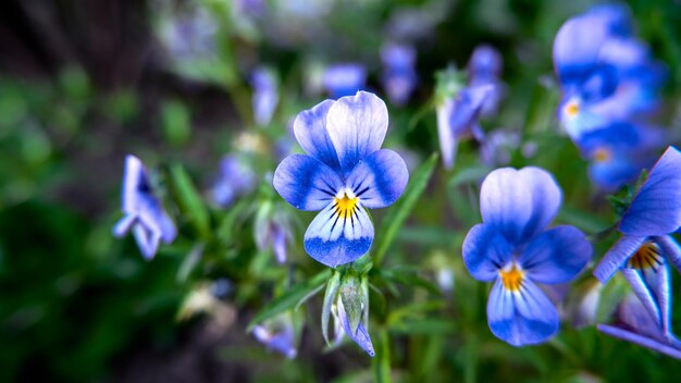 un primo piano di un gruppo di fiori blu con centro giallo e centro giallo