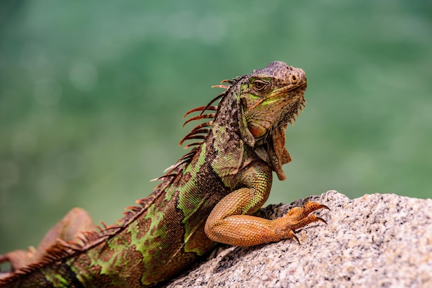 Un primo piano di un'iguana verde iguana verde conosciuta anche come specie erbivora di iguana americana di li