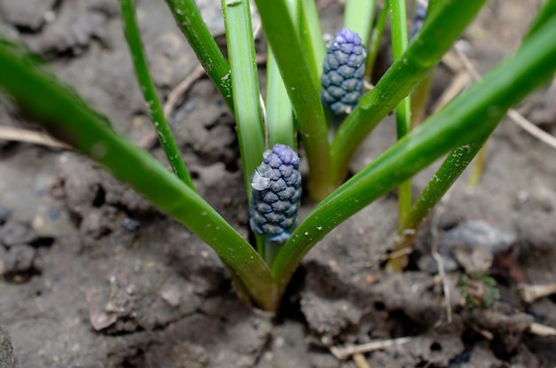 Un primo piano di un mucchio di frutta congelata blu nel terreno