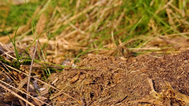 Un primo piano di un mucchio di terra ed erba