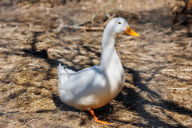 Un primo piano di un'oca bianca in un ecofarm