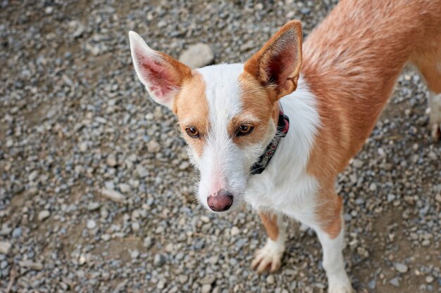 Un primo piano di un simpatico cane basenji