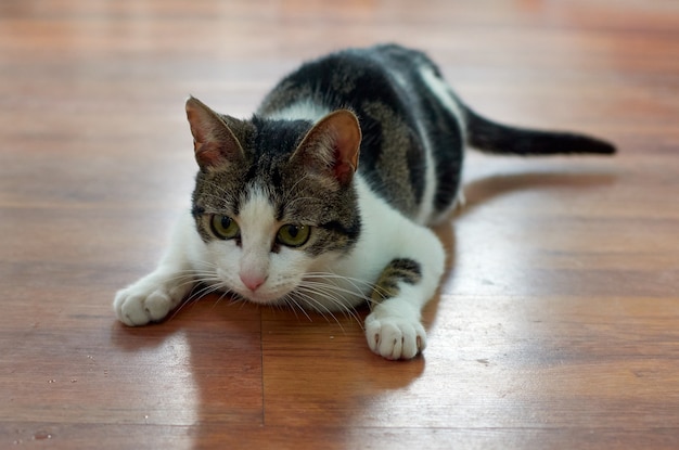 Un primo piano di un simpatico gatto lanuginoso che fissa con i suoi occhi verdi