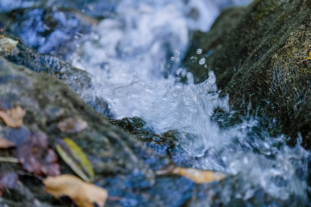 un primo piano di un torrente d'acqua nei boschi