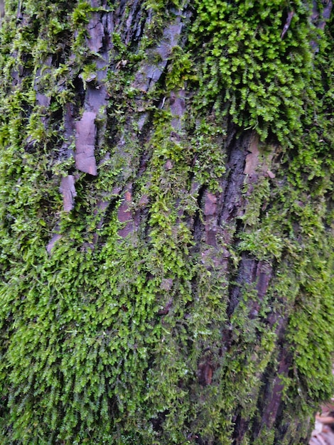 Un primo piano di un tronco d'albero