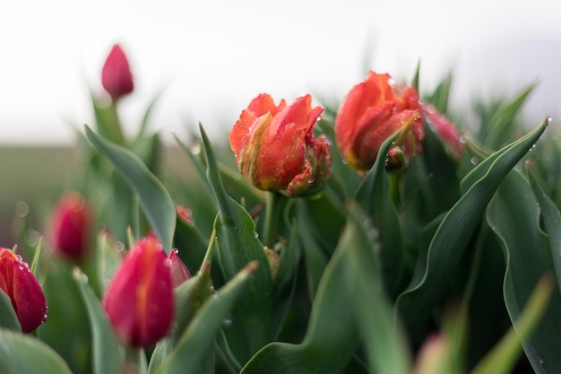 Un primo piano di un tulipano con la parola tulipano su di esso