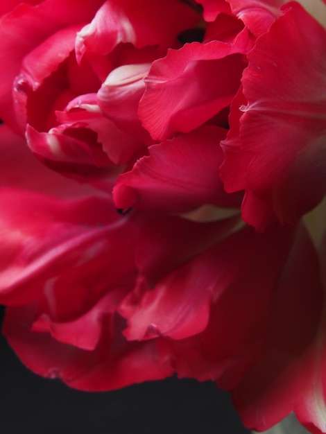 Un primo piano di un tulipano rosso con la parola tulipani su di esso