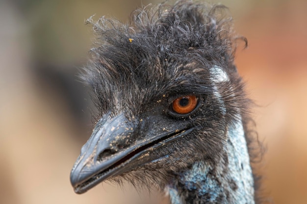 Un primo piano di un uccello con un grande becco e un grande becco.