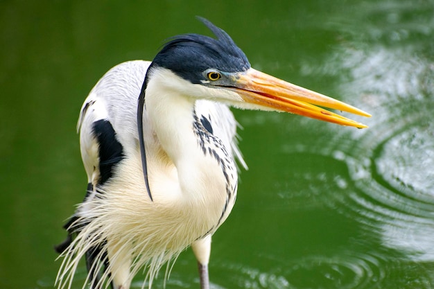 Un primo piano di un uccello.