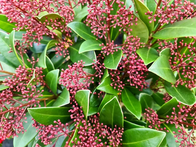 Un primo piano di una bellissima pianta di skimmia in giardino