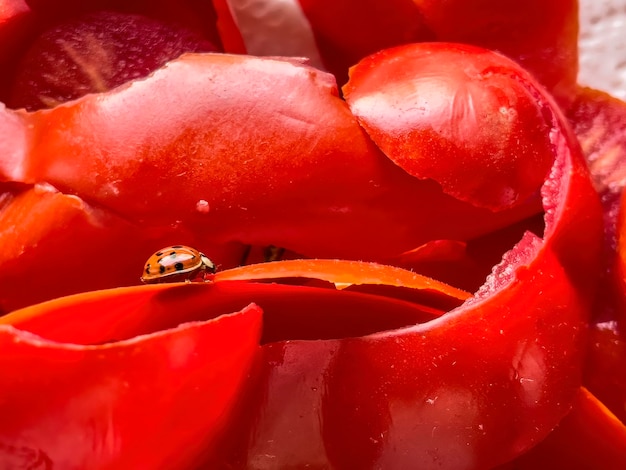 Un primo piano di una coccinella sulle bucce di pomodoro che evidenzia dettagli intricati e colori vivaci