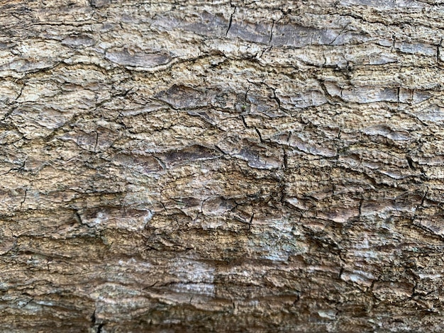 Un primo piano di una corteccia di albero che ha una macchia bianca su di esso per lo sfondo