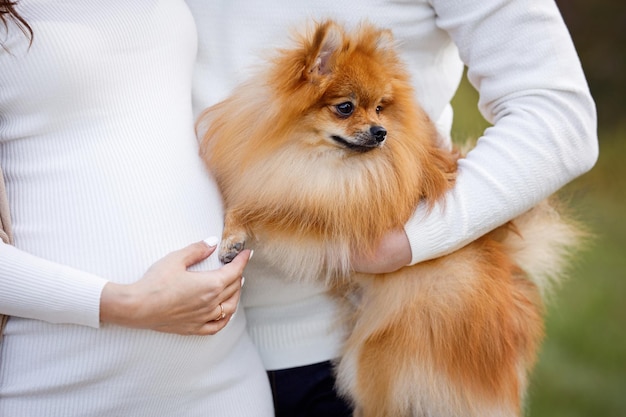 Un primo piano di una donna incinta tenuta dal marito per la pancia e dal suo cane spitz di Pomerania.