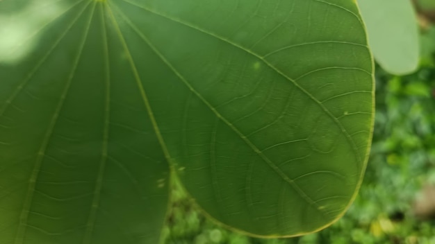 Un primo piano di una foglia con sopra la parola "albero".