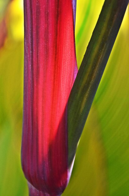 Un primo piano di una foglia di Canna Lily