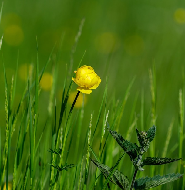 un primo piano di una foto di alta qualità di un fiore giallo