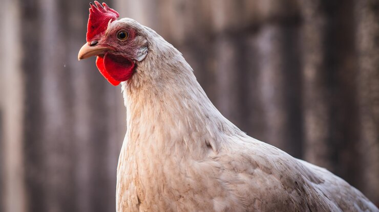 Un primo piano di una gallina bianca con pettine rossa contro uno sfondo sfocato in una fattoria durante la luce mattutina