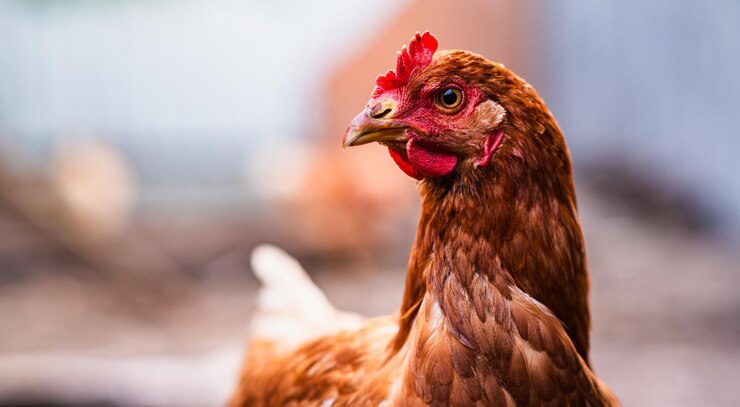 Un primo piano di una gallina marrone che osserva i suoi dintorni in un giardino durante un pomeriggio soleggiato in campagna