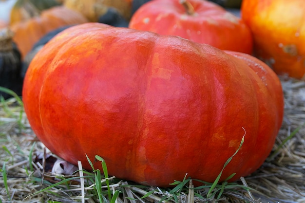 un primo piano di una grande zucca rossa su uno sfondo di altre zucche