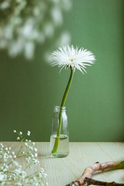 Un primo piano di una natura morta di fiore bianco su una composizione estetica di sfondo verde pastello