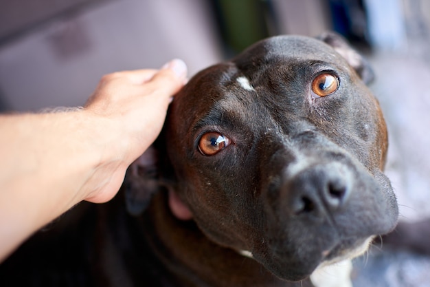 Un primo piano di una persona che accarezza un triste pitbull