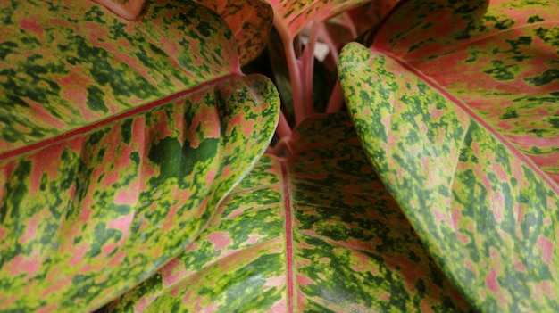 Un primo piano di una pianta con foglie rosa e verde Trama di sfondo di foglie di aglonema