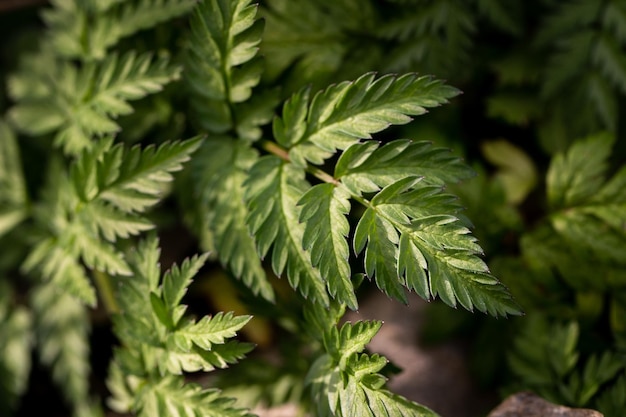 Un primo piano di una pianta con foglie verdi e strisce bianche