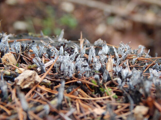 Un primo piano di una pianta con minuscoli licheni su di essa