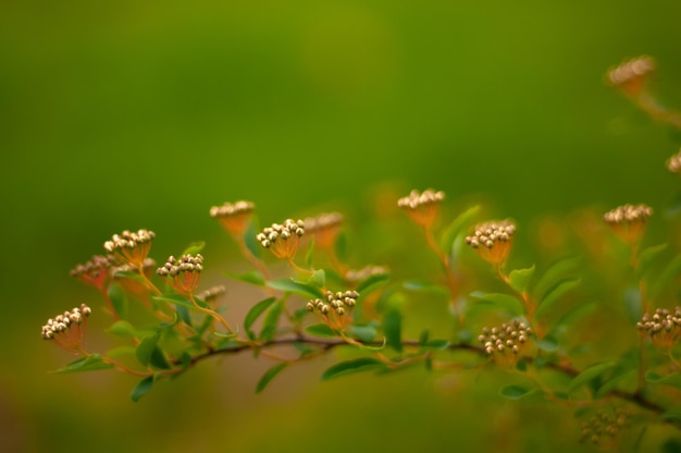 Un primo piano di una pianta con piccoli fiori gialli