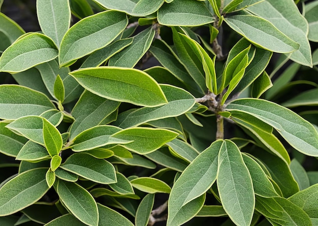 Un primo piano di una pianta con una foglia su cui è scritta la parola oliva.