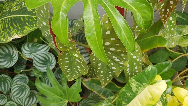 Un primo piano di una pianta con una foglia verde con macchie bianche.