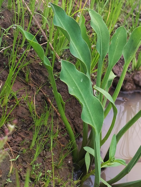 Un primo piano di una pianta con una foglia verde e la parola