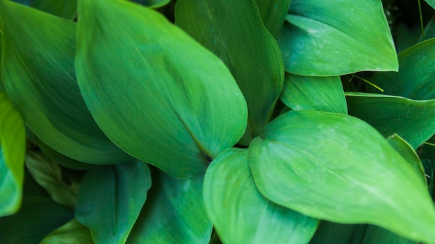 Un primo piano di una pianta con una foglia verde