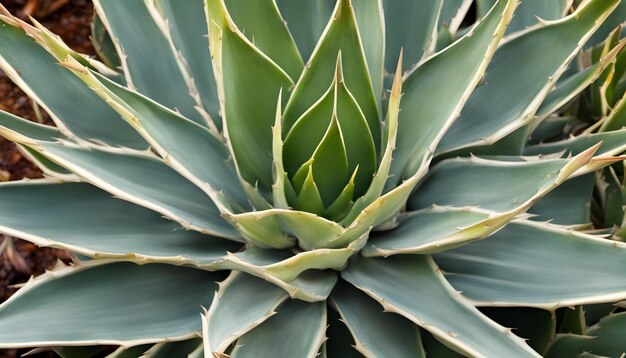 un primo piano di una pianta con una foglia verde