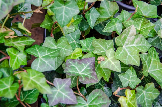 Un primo piano di una pianta di edera verde Hedera helix pianta