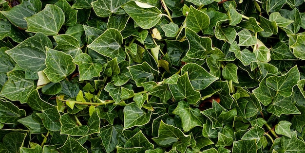 Un primo piano di una pianta di edera verde