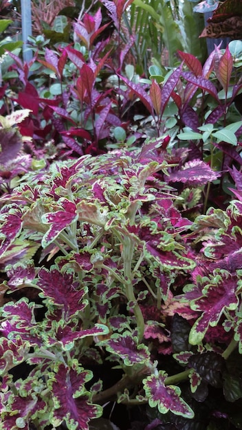 Un primo piano di una pianta viola e verde con le foglie della pianta.