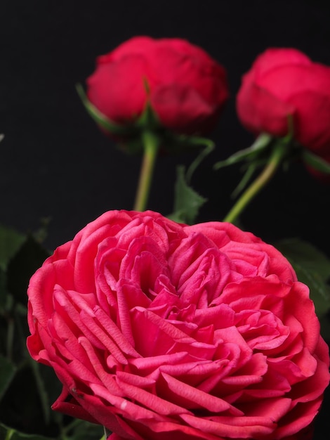 Un primo piano di una rosa con la parola rosa su di essa