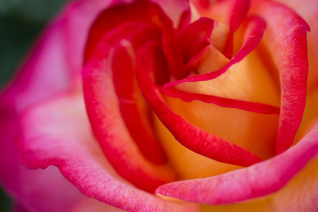 Un primo piano di una rosa con petali rossi e gialli.
